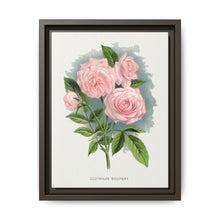 Pink rose, Clothilde Soupert lithograph. Digitally enhanced from our own original 1900 edition plates of Botanical Specimen published by Rochester Lithographing - NOMADEN ART GALLERY