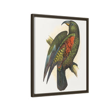 Mountain Parrot (Nestor notabilis) colored wood-engraved plate by Alexander Francis Lydon