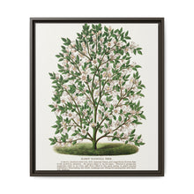 Hardy Magnolia tree lithograph. Digitally enhanced from our own original 1900 edition plates of Botanical Specimen published by Rochester Lithographing - NOMADEN ART GALLERY