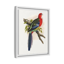 Rose-Hill or Rosella Parrakeet (Platycercus eximius) colored wood-engraved plate by Alexander Francis Lydon