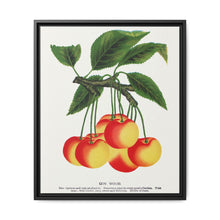 Gov Wood cherry lithograph. Digitally enhanced from our own original 1900 edition plates of Botanical Specimen published by Rochester Lithographing - NOMADEN ART GALLERY