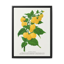 Golden queen raspberry lithograph. Digitally enhanced from our own original 1900 edition plates of Botanical Specimen published by Rochester Lithographing - NOMADEN ART GALLERY