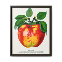 Wolf River apple lithograph. Digitally enhanced from our own original 1900 edition plates of Botanical Specimen published by Rochester Lithographing - NOMADEN ART GALLERY