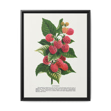 Cuthbert raspberry lithograph. Digitally enhanced from our own original 1900 edition plates of Botanical Specimen published by Rochester Lithographing - NOMADEN ART GALLERY