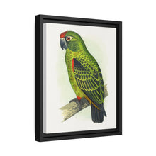 Jardine's Parrot (Poicephalus gulielmi gulielmi) colored wood-engraved plate by Alexander Francis Lydon. - NOMADEN ART GALLERY