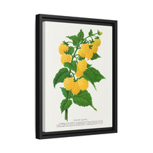 Golden queen raspberry lithograph. Digitally enhanced from our own original 1900 edition plates of Botanical Specimen published by Rochester Lithographing