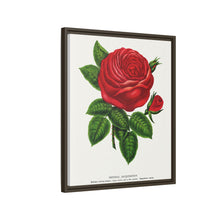 Red rose, General Jacquemont flower lithograph. Digitally enhanced from our own original 1900 edition plates of Botanical Specimen published by Rochester Lithographing