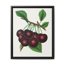 Black Tartarian cherry lithograph. Digitally enhanced from our own original 1900 edition plates of Botanical Specimen published by Rochester Lithographing - NOMADEN ART GALLERY
