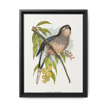 Bourke's Parrakeet (Neopsephotus bourkii) colored wood-engraved plate by Alexander Francis Lydon. - NOMADEN ART GALLERY