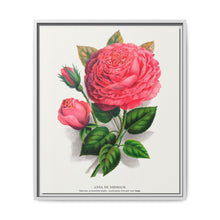 Pink rose, Anna De Diesbach lithograph. Digitally enhanced from our own original 1900 edition plates of Botanical Specimen published by Rochester Lithographing - NOMADEN ART GALLERY