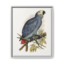 Grey Parrot (Psittacus erithacus) colored wood-engraved plate by Alexander Francis Lydon. - NOMADEN ART GALLERY