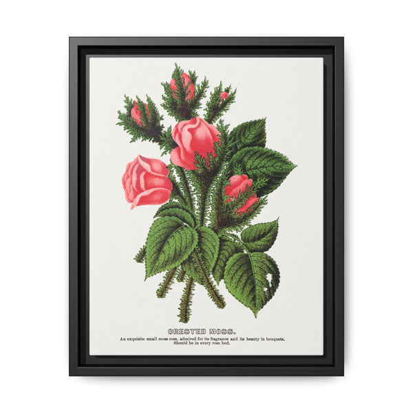 Pink roses, Crested Moss lithograph. Digitally enhanced from our own original 1900 edition plates of Botanical Specimen published by Rochester Lithographing - NOMADEN ART GALLERY