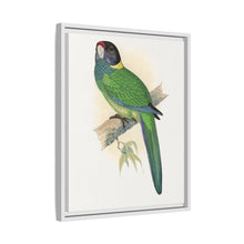 Lydon's Yellow-Naped Parrakeet | Vintage Bird Wall Art Print