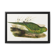 Green Ground Parrot (Pezoporus wallicus) colored wood-engraved plate by Alexander Francis Lydon - NOMADEN ART GALLERY