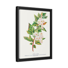 Spirea Aurea flowers lithograph. Digitally enhanced from our own original 1900 edition plates of Botanical Specimen published by Rochester Lithographing