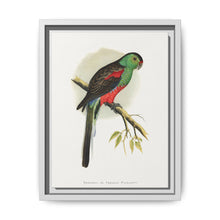 Beautiful or Paradise Parrakeet (Psephotus pulcherrimus) colored wood-engraved plate by Alexander Francis Lydon - NOMADEN ART GALLERY