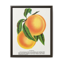 Champion plum lithograph from Botanical Specimen published by Rochester Lithographing - NOMADEN ART GALLERY