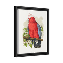 Rose-Breasted Cockatoo (Eolophus roseicapillus) colored wood-engraved plate by Alexander Francis Lydon. - NOMADEN ART GALLERY