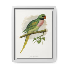 Javan Parrakeet (Psittacula alexandri) colored wood-engraved plate by Alexander Francis Lydon. - NOMADEN ART GALLERY