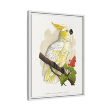 Kleiner Zitronenhaubenkakadu (Cacatua sulphurea) farbige Holzstichplatte von Alexander Francis Lydon