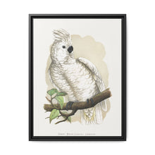Great White-Crested Cockatoo (Cacatua alba) colored wood-engraved plate by Alexander Francis Lydon - NOMADEN ART GALLERY