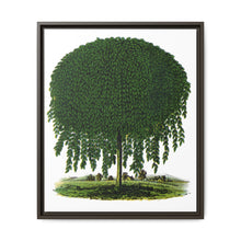 Kilmarnock Weeping Willow tree lithograph. Digitally enhanced from our own original 1900 edition plates of Botanical Specimen published by Rochester Lithographing - NOMADEN ART GALLERY