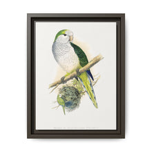 Quaker or Grey-breasted Parrakeet (Myiopsitta monachus) colored wood-engraved plate by Alexander Francis Lydon - NOMADEN ART GALLERY