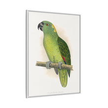 Lydon's Yellow-Naped Amazon | Vintage Parrot Wall Art Print