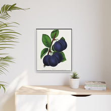 Niagara plum lithograph. Digitally enhanced from our own original 1900 edition plates of Botanical Specimen published by Rochester Lithographing