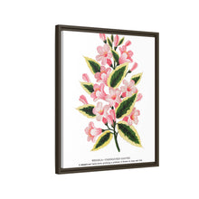Pink flowers, Weigela lithograph (1900)