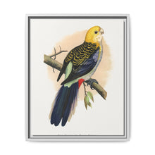 Pale-Headed or Mealy Rosella (Platycercus adscitus) colored wood-engraved plate by Alexander Francis Lydon. - NOMADEN ART GALLERY