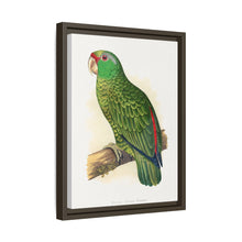 Placa xilográfica coloreada de periquito multicolor (Psephotellus varius) de Alexander Francis Lydon