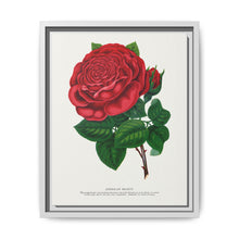 Red rose, American Beauty lithograph. Digitally enhanced from our own original 1900 edition plates of Botanical Specimen published by Rochester Lithographing - NOMADEN ART GALLERY
