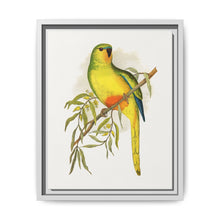 Orange-Bellied Parrakeet (Neophema chrysogaster) colored wood-engraved plate by Alexander Francis Lydon. - NOMADEN ART GALLERY
