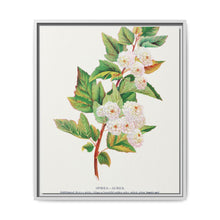 Spirea Aurea flowers lithograph. Digitally enhanced from our own original 1900 edition plates of Botanical Specimen published by Rochester Lithographing - NOMADEN ART GALLERY