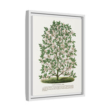 Hardy Magnolia tree lithograph. Digitally enhanced from our own original 1900 edition plates of Botanical Specimen published by Rochester Lithographing