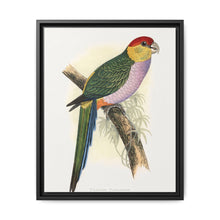 Pileated Parrakeet (Pionopsitta pileata) colored wood-engraved plate by Alexander Francis Lydon. - NOMADEN ART GALLERY