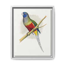 Blue Bonnet Parrakeet (Northiella haematogaster) colored wood-engraved plate by Alexander Francis Lydon. - NOMADEN ART GALLERY