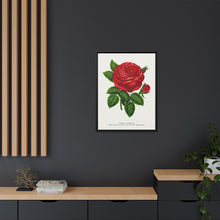 Red rose, General Jacquemont flower lithograph. Digitally enhanced from our own original 1900 edition plates of Botanical Specimen published by Rochester Lithographing