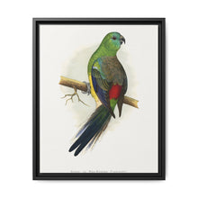 Blood or Red-Rumped Parrakeet (Psephotus haematonotus) colored wood-engraved plate by Alexander Francis Lydon - NOMADEN ART GALLERY