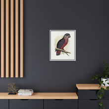 Dusky or Violet Parrot (Pionus fuscus) colored wood-engraved plate by Alexander Francis Lydon.