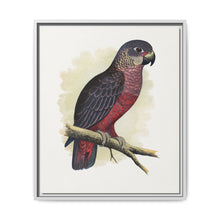 Dusky or Violet Parrot (Pionus fuscus) colored wood-engraved plate by Alexander Francis Lydon. - NOMADEN ART GALLERY