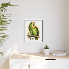 Blue-Fronted Amazon (Amazona aestiva) colored wood-engraved plate by Alexander Francis Lydon