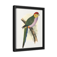 Pileated Parrakeet (Pionopsitta pileata) colored wood-engraved plate by Alexander Francis Lydon. - NOMADEN ART GALLERY