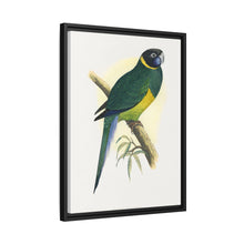 Bauer's Parrakeet (Barnardius zonarius) colored wood-engraved plate by Alexander Francis Lydon.