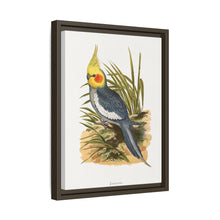 Cockatiel (Nymphicus hollandicus) colored wood-engraved plate by Alexander Francis Lydon