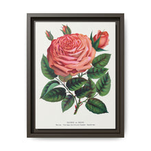 Pink rose, Glorie de Dijon lithograph. Digitally enhanced from our own original 1900 edition plates of Botanical Specimen published by Rochester Lithographing - NOMADEN ART GALLERY