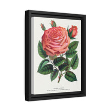 Pink rose, Glorie de Dijon lithograph. Digitally enhanced from our own original 1900 edition plates of Botanical Specimen published by Rochester Lithographing - NOMADEN ART GALLERY