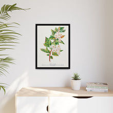Spirea Aurea flowers lithograph. Digitally enhanced from our own original 1900 edition plates of Botanical Specimen published by Rochester Lithographing