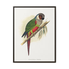 White-Eared Conure (Pyrrhura leucotis) colored wood-engraved plate by Alexander Francis Lydon - NOMADEN ART GALLERY